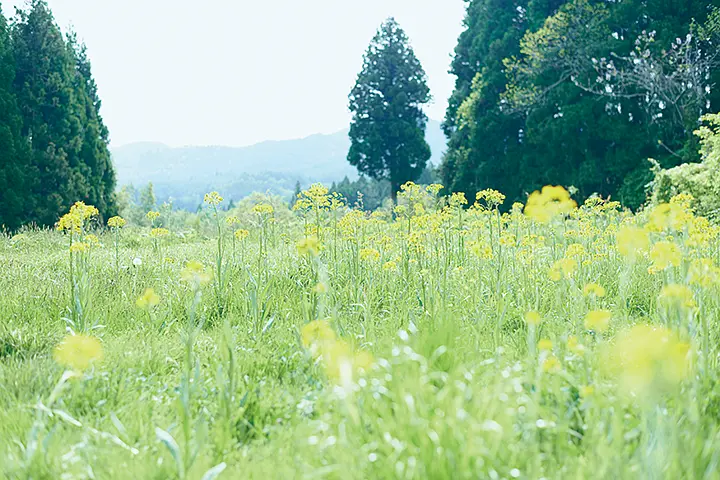 小森林 冬春篇 リトル・フォレスト 冬・春 (2015)