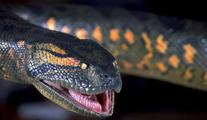 狂蟒之灾 Anaconda (1997)