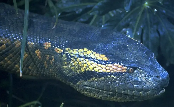 狂蟒之灾 Anaconda (1997)