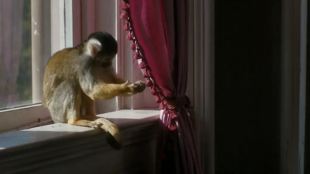 我们的动物园 Our Zoo (2014)