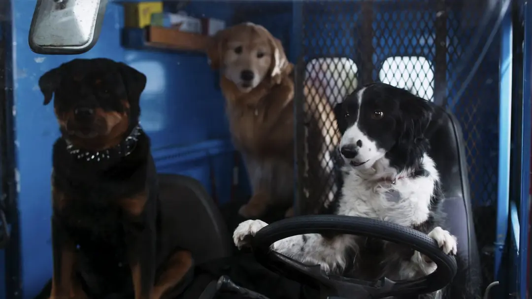 猫狗大战3：爪爪集结！ Cats & Dogs 3: Paws Unite! (2020)