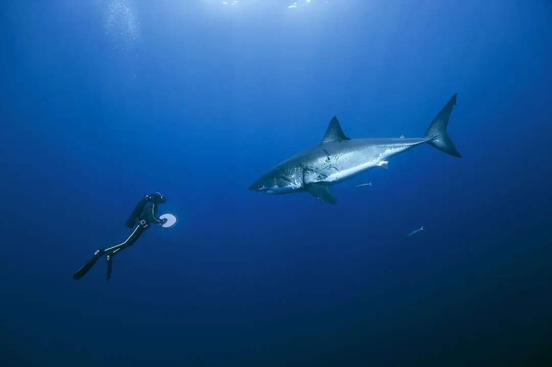海洋 Océans (2009)