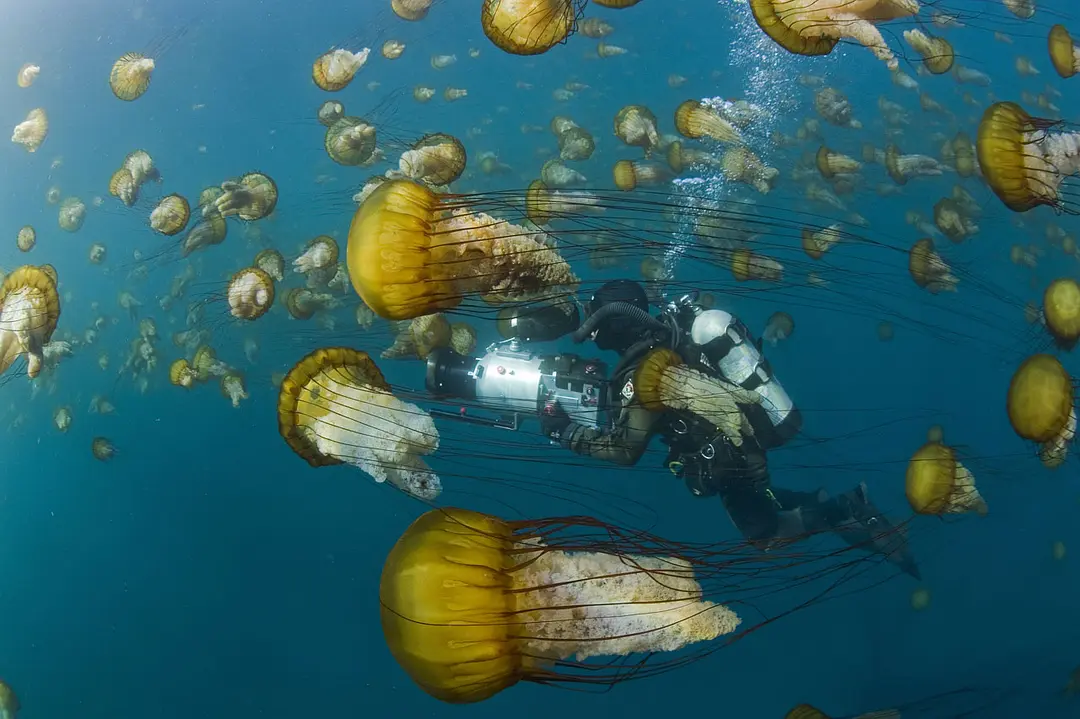 海洋 Océans (2009)