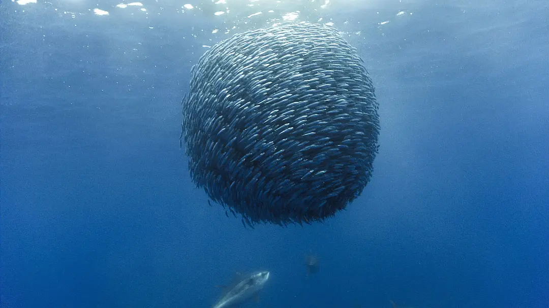 海洋 Océans (2009)