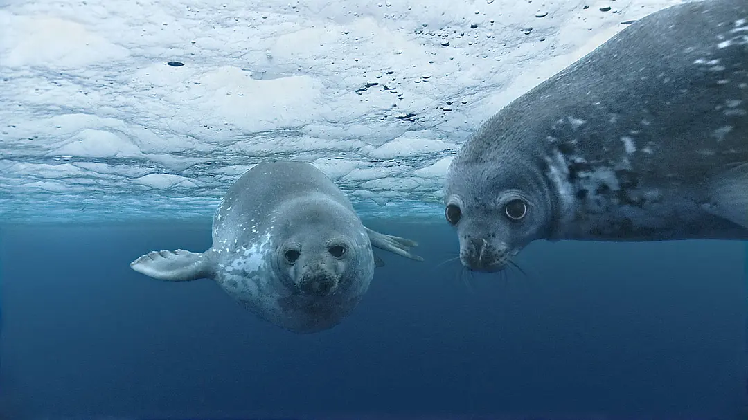 海洋 Océans (2009)