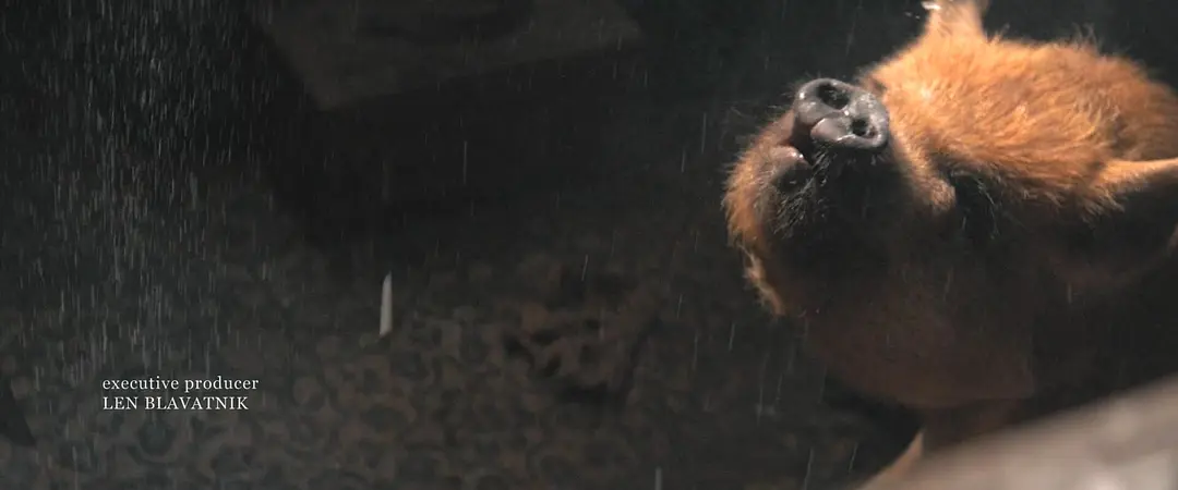 救猪行动 Pig (2021)