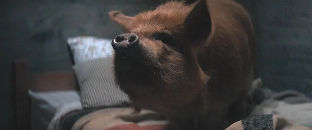 救猪行动 Pig (2021)